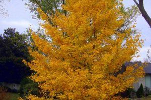 درختان خزان دار