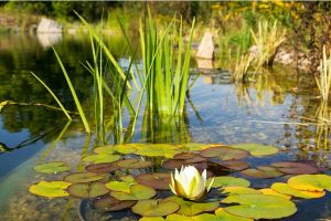 استخر طبیعی